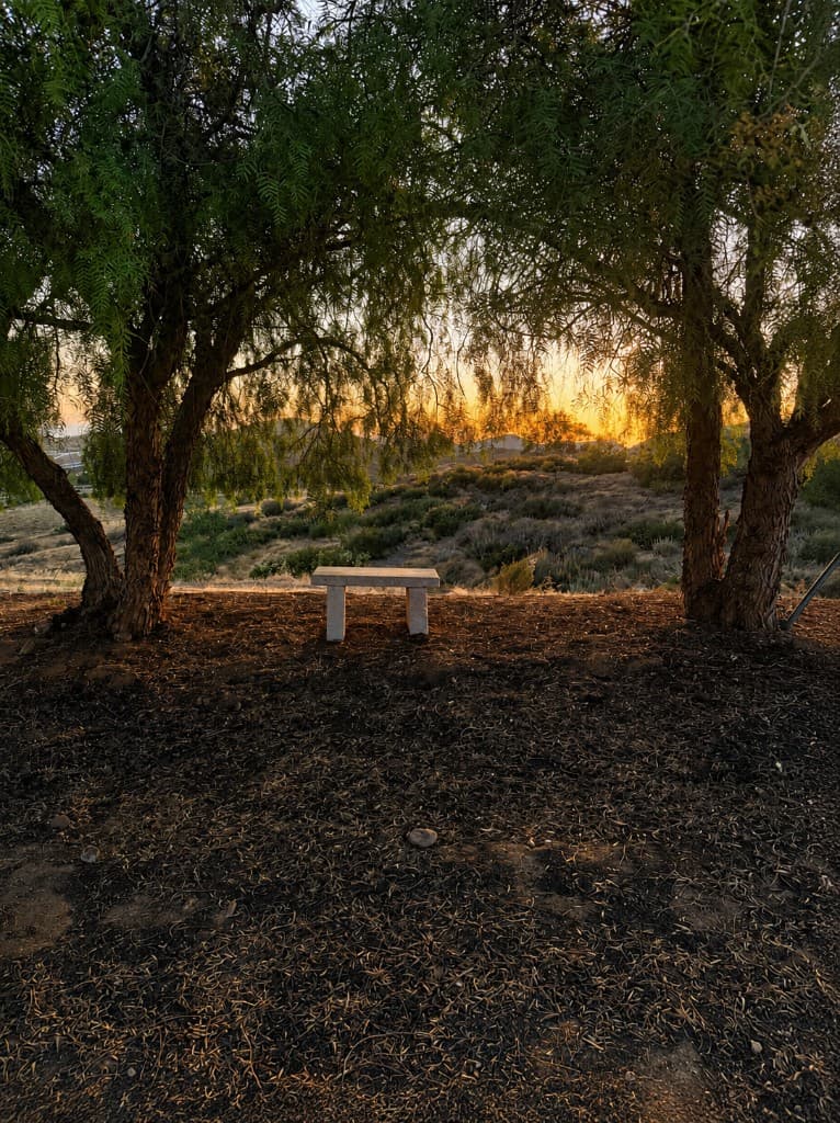Stone bench between pepper trees framing the sunset hills
